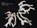 Natural White Coral Sticks Polished Branch Beads Loose Gemstone Spacer Top Drilled Points for Jewelry Making Wholesale Supply